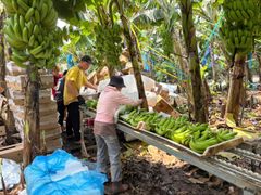 Grade A Cavendish Bananas – product photo 8, product detail gallery