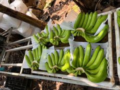 Grade A Cavendish Bananas – product photo 7, product detail gallery