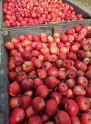 NINE FRUITS EXPORTS (PTY) LTD