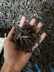 PT ARABIA INDONESIA AGRIKULTUR
