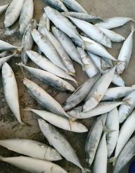 Quanzhou Baisheng Aquatic products Co.,Ltd