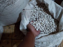 PT Kacang Jagung Nusantara