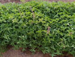 From Natural Herbs