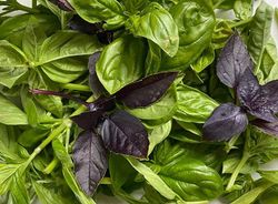 NATIONAL HERBS FOR EXPORT