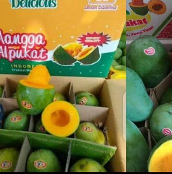 fresh fruits - Pt maxindo tunas abadi - Indonesia