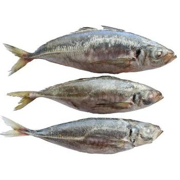 Best quality Frozen Salmon Fish. from TREVEX INTER CO.,LTD Best quality Frozen Salmon Fish. - TREVEX INTER CO.,LTD - Thailand