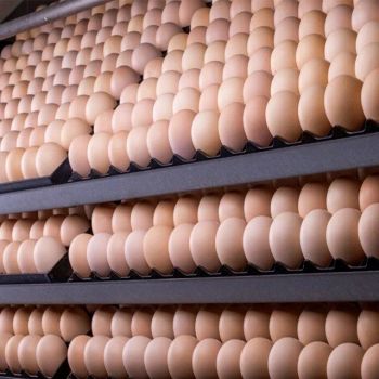 Fast Delivery Ross 308 Hatching Eggs for sale Premium Quality and trusted source for hatcheries order wholesale from Banyen Inter Corp Fast Delivery Ross 308 Hatching Eggs for sale Premium Quality and trusted source for hatcheries order wholesale - Banyen Inter Corp - Thailand