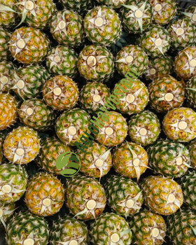 Premium Fresh Pineapple (MD2, Smooth Cayenne, and Baby Honey Varieties) - PT Agro Harvestani Internasional - Indonesia
