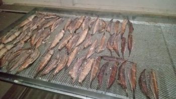 Dried Maasi (Maldive Fish / Masmin) – Hard Dried Tuna, Indian Origin from FreshPort Solutions LLP Dried Maasi (Maldive Fish / Masmin) – Hard Dried Tuna, Indian Origin – product photo, Top Quality Products