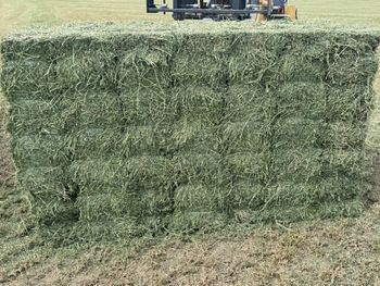 Premium Alfalfa Hay for Animal Feed – High Protein, Nutrient-Rich, Export Quality - THE GREEN INTERNATIONAL LIMITED - Tanzania
