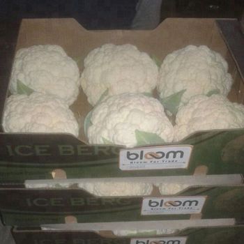 Fresh Cauliflower Style Fresh Weight (kg) 7 Address Egypt Brand Name Bloom Type CAULIFLOWER Certification iso Storage Type - Bloom For Trade - Egypt