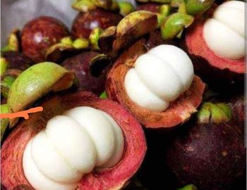 Fresh Mangosteen Size <40 mm Grade Cherry Packaging 2,5 kg Pesticide Residue Below Eu Mrl Standards Defect Rate Maximum 5% Minor Defects Allowed - PT. Winfeel Selaras Excelindo - Indonesia