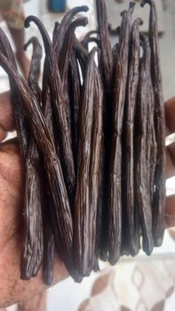 vanille Color Red, Vanilla Origin Madagascar, Antalaha Grade Grade A, Grade And - Comptoir International de la Vanille - Madagascar