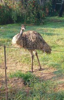 Exotic birds peacocks emus vulturine gunea fowls ostrich from Aion feeds Exotic birds peacocks emus vulturine gunea fowls ostrich - Aion feeds - Zimbabwe