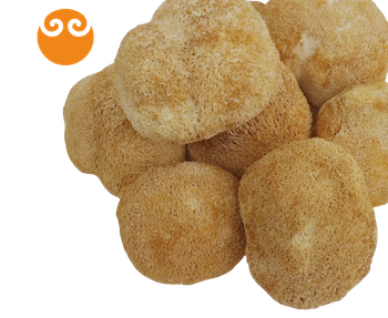 Organic Hericium Erinaceus Extract Powder Naturally Cultivated Dried Lions Mane Mushroom Extract - Zhejiang Tianquan Biotechnology Co., Ltd. - China