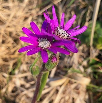 Senecio flower seeds - MEME GROUP COMPANY LTD - Cameroon