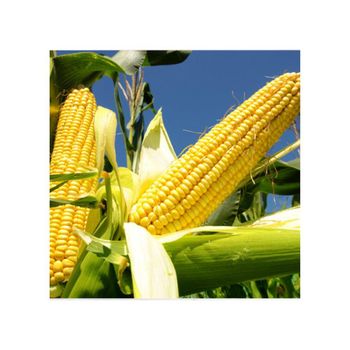High quality yellow corn arranged for export grade sourcing and fast shipment – product photo, Yellow Corn Seed products found from trusted suppliers, wholesalers, manufacturers & exporters Listing