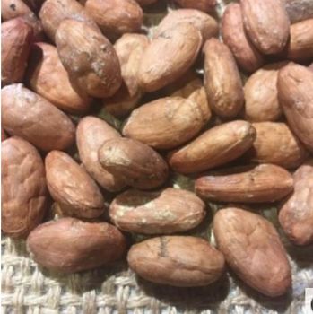 Cocoa Seed - Euro Asia Solutions  - United Arab Emirates