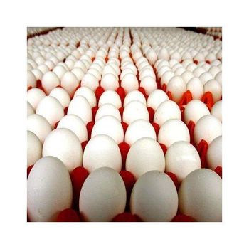 Chicken White eggs - W&E HOLDING BV - Netherlands