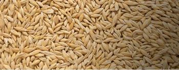 Grains Wheat Corn Oilseeds Barley Sorghum - ROM BAU GMBH - Germany