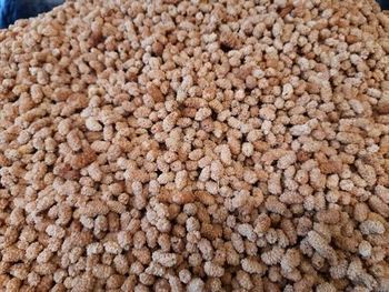 Dried Mulberry - GOLDEN APRICOTS - Turkey