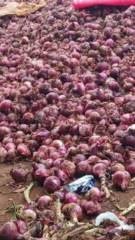 Fresh red onion from Growlentis Enterprise Limited Fresh red onion - Growlentis Enterprise Limited - Kenya