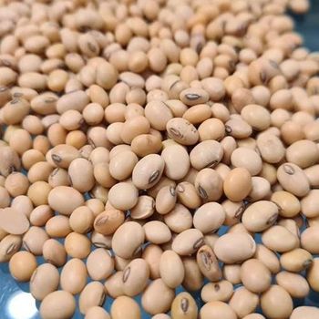 Factory Wholesale Non-GMO New Crop Soybeans Specially Soybean Milk Farm-grown for 400g Vacuum Packed Fulitang Brand 24 Months - Carla Pisselli Commercio - Brazil