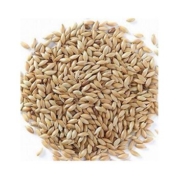 High quality canary seeds bulk wholesale for international buyers - MASI TRADING GMBH - Germany