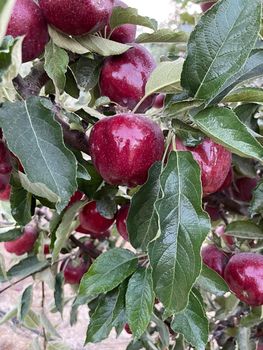 fresh apple - YILDIZ TRADE CO - Turkey
