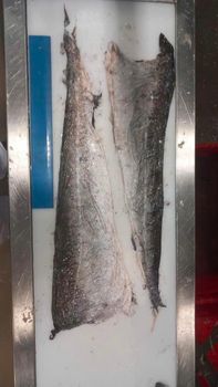 Frozen Hake Fillets Delivery Form Bag, Sacks Origin European Continent, European Union, National, Regional, Worldwide - BF GLOBAL TRADING (PTY) LTD - South Africa
