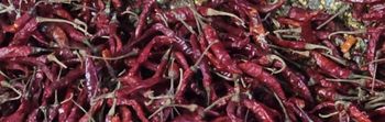 Dry red chillies Color Red Flavor Pungent Climate Hot And Arid Origin Guntur, India Market Reach Asia, Europe, And The - Sai lakshmi traders - India