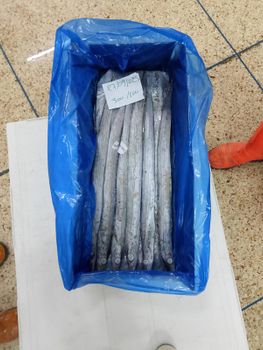 Frozen ribbon fish whole round Origin Morocco Fao Zone Fao 34 Size Variant 2/3, 3/5 Net Weight 10kg / Carton Weight Per Batch - SEA FISH FOOD  - Morocco