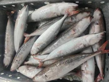 Afrique Frozen Red Tail Scad Red Tail Horse Mackerel Type Fish Origin Fujian Trademark qinfu Style Part Whole Round Producing Area - Xiamen Yangzhen Import and Export Co., Ltd - China