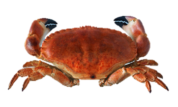 ARCTIC SEAFOOD NORWAY AS