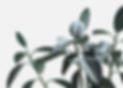 BIOCARVE SEEDS – company logo, product detail supplier profile