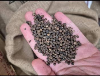 Black Pepper – product photo, Refined Black Pepper products found from trusted suppliers, wholesalers, manufacturers & exporters Listing