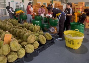 Fresh Durian - Xing Print Intertrade Company Limited - Thailand