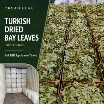 Turkish Dried Bay Leaves (Laurus nobilis L.) — Semi Select & FAQ Pressed Bale from ORGANICURE Agriculture & Forest Products JSC Turkish Dried Bay Leaves (Laurus nobilis L.) — Semi Select & FAQ Pressed Bale - ORGANICURE Agriculture & Forest Products JSC - Turkey