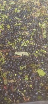 Frozen blueberries - Family Fruits LLC - Ukraine