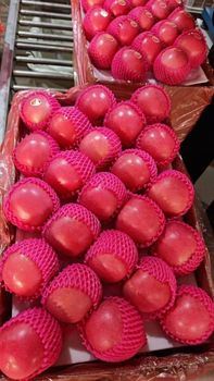 Class 1 Fuji Apple exporter South Africa - NINE FRUITS EXPORTS (PTY) LTD - South Africa