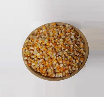Yellow Corn Maize Color Yellow Application Savory Meals And Animal Feeds Purity Free From Synthetic Pesticides And Gmos Nutritional Content Rich In Fiber, Vitamins, And Essential - PPM AGRO - South Africa