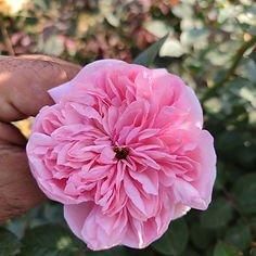 Rose plants - ATTA NAEEM TRADERS ( PRIVATE) LIMITED - Pakistan