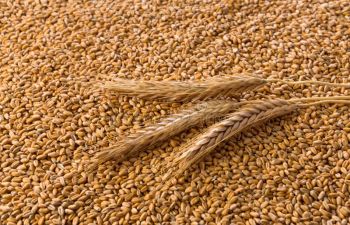 Best quality cheap prices Wheat Grains Texture Wheat Grains As Agricultural Background Stock - Balingi Trading Company (PTY) Ltd - South Africa