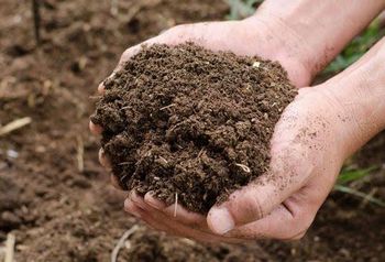 Cow dung manure, Organic fertilizer Packaging 25KG, - Hareesh international - India