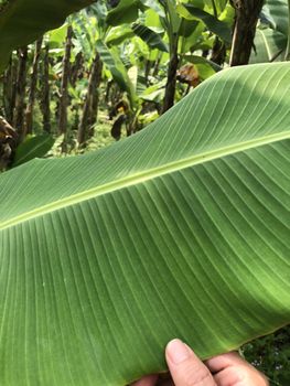 Fresh Banana leaves FULL Leaf Fresh 100% – product photo, Fresh Arvi Leaves products found from trusted suppliers, wholesalers, manufacturers & exporters Listing