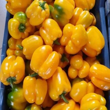 Wholesale Best Priced Fresh Habanero Yellow Pepper Type Fresh Color Yellow Origin China Trademark efuns Kind Long - Jiangsu E. Funs Import & Export Co., Ltd. - China