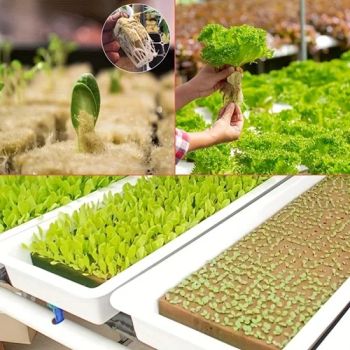 Nft Planting System Hydroponic Lettuce Seedlings for Lettuce Hydroponic Growing Cubes - Alusen(Dalian)Gardening Co., Ltd - China