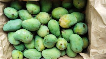Premium Fresh Mango - PT INDORI FLASH COMMODITY - Indonesia