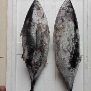 Frozen Skipjack Tuna Whole Round - HIGH QUALITY MOQ	10 Shape Block Grade AAA / AA / A / B Style FROZEN, Whole Round Minimum Order Quantity 10 Tons - PT Savya Coco Provita - Indonesia