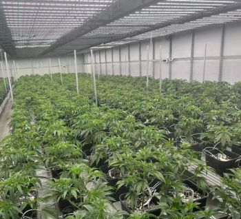 LED Full Spectrum Flowering Plant Growing V3 Timeer 1000watt LED Growing Plants 6500K LED Grow Light with Sosen Power High Intensity Discharge with Top Quantity - Shenzhen Ledodm Lighting Co., Ltd - China